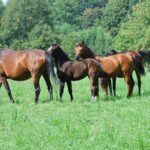 16.05.2021. Dobrów, gmina Tuczępy. Kuhailany -  odmiana koni arabskich / Marcin Kozieł / archiwum