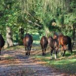 16.05.2021. Dobrów, gmina Tuczępy. Kuhailany -  odmiana koni arabskich / Marcin Kozieł / archiwum