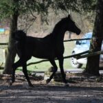 16.05.2021. Dobrów, gmina Tuczępy. Kuhailany -  odmiana koni arabskich / Marcin Kozieł / archiwum