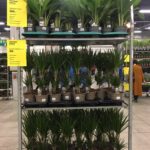 22.05.2021 Kielce. festiwal Roślin / Paulina Michta / Radio Kielce