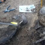 16.05.2021 Biały Ług w gminie Słupia Konecka. Odnalezione szczątki dwóch osób / Fundacja „Niezłomni"