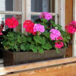 Pelargonia / pixabay.com