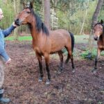 16.05.2021. Dobrów, gmina Tuczępy. Na zdjęciu: Marcin Kozieł, który hoduje konie arabskie - kuhailany / Marta Gajda / Radio Kielce