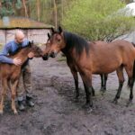 16.05.2021. Dobrów, gmina Tuczępy. Na zdjęciu: Marcin Kozieł, który hoduje konie arabskie - kuhailany / Marta Gajda / Radio Kielce
