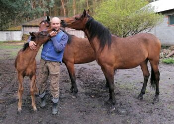 16.05.2021. Dobrów, gmina Tuczępy. Na zdjęciu: Marcin Kozieł, który hoduje konie arabskie - kuhailany / Marta Gajda / Radio Kielce