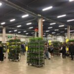 Kielce. Festiwal Roślin / Fot. Paulina Michta - Radio Kielce