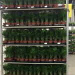 22.05.2021 Kielce. festiwal Roślin / Paulina Michta / Radio Kielce