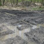 Czy będą wyższe kary dla rozjeżdżających lasy?