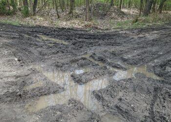 Czy będą wyższe kary dla rozjeżdżających lasy?