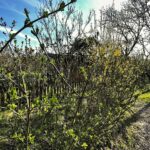 03.05.2021 Kielce. Ogrody działkowe / Jarosław Kubalski / Radio Kielce