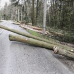 07.05.2021 Trasa Zagnańsk - Siodła. Wycinka drzew pod budowę ścieżki rowerowej / Jarosław Kubalski / Radio Kielce