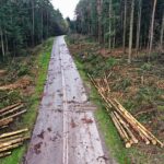 07.05.2021 Trasa Zagnańsk - Siodła. Wycinka drzew pod budowę ścieżki rowerowej / Jarosław Kubalski / Radio Kielce