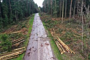 07.05.2021 Trasa Zagnańsk - Siodła. Wycinka drzew pod budowę ścieżki rowerowej / Jarosław Kubalski / Radio Kielce