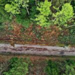 07.05.2021 Trasa Zagnańsk - Siodła. Wycinka drzew pod budowę ścieżki rowerowej / Jarosław Kubalski / Radio Kielce