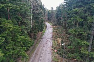 07.05.2021 Trasa Zagnańsk - Siodła. Wycinka drzew pod budowę ścieżki rowerowej / Jarosław Kubalski / Radio Kielce