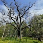 14.05.2021. Zagnańsk. Dąb Bartek / Wiktor Taszłow / Radio Kielce