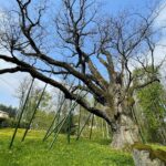 14.05.2021. Zagnańsk. Dąb Bartek / Wiktor Taszłow / Radio Kielce