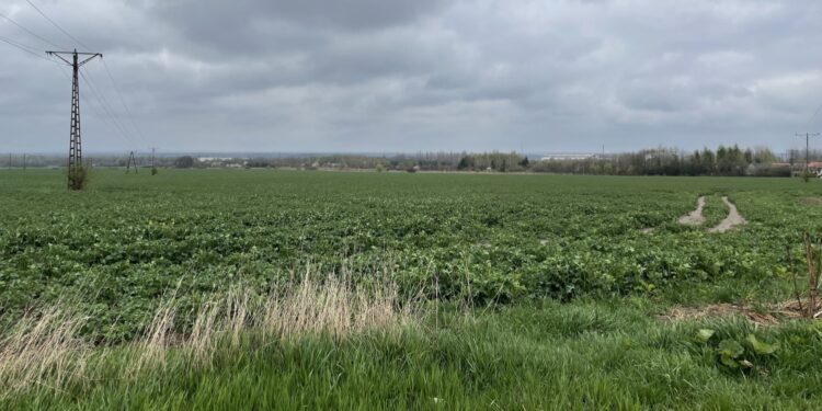 02.05.2021. Modliszewice. Pola na których uprawiano rośliny kauczukowydajne / Magdalena Galas-Klusek / Radio Kielce