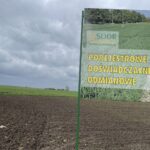 02.05.2021. Modliszewice. Pola na których uprawiano rośliny kauczukowydajne / Magdalena Galas-Klusek / Radio Kielce