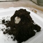 20.05.2021 Rzędów. Hodowla ślimaków / Marta Gajda / Radio Kielce