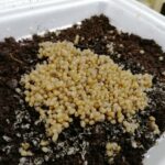 20.05.2021 Rzędów. Hodowla ślimaków / Marta Gajda / Radio Kielce