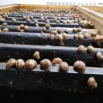 20.05.2021 Rzędów. Hodowla ślimaków / Marta Gajda / Radio Kielce