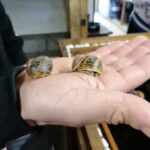 20.05.2021 Rzędów. Hodowla ślimaków / Marta Gajda / Radio Kielce