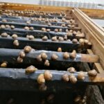 20.05.2021 Rzędów. Hodowla ślimaków / Marta Gajda / Radio Kielce