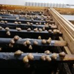 20.05.2021 Rzędów. Hodowla ślimaków / Marta Gajda / Radio Kielce