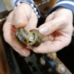 20.05.2021 Rzędów. Hodowla ślimaków / Marta Gajda / Radio Kielce