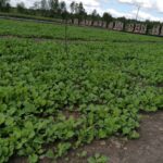 20.05.2021 Rzędów. Hodowla ślimaków / Marta Gajda / Radio Kielce