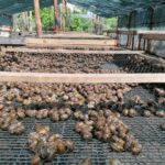 20.05.2021 Rzędów. Hodowla ślimaków / Marta Gajda / Radio Kielce