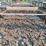 20.05.2021 Rzędów. Hodowla ślimaków / Marta Gajda / Radio Kielce