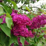 Lilak pospolity / Marta Gajda / Radio Kielce