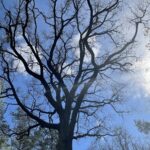 08.05.2021. Jeziórko, Uroczystości na polanie Dionizego Czachowskiego w 158 rocznicę bitwy / Anna Głąb / Radio Kielce