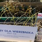 21.05.2021 Starachowice. Akcja Wierzby w Wierzbniku / Anna Głąb / Radio Kielce