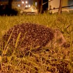 Jeż / Robert Felczak / Radio Kielce