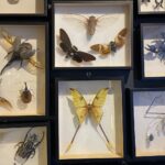 23.05.2021. Sandomierz. Wystawa opowiadająca o o życiu Stanisława Szwarca-Bronikowskiego / Grażyna Szlęzak-Wójcik / Radio Kielce