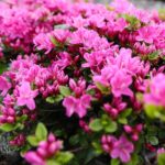 30.05.2021. Kielce. Ogród botaniczny / Wiktor Taszłow / Radio Kielce