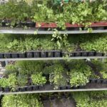 03.05.2021 Kielce. Kwiaty na balkony i tarasy / Kamil Król / Radio Kielce