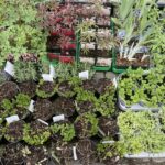 03.05.2021 Kielce. Kwiaty na balkony i tarasy / Kamil Król / Radio Kielce