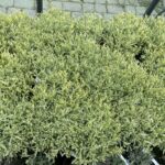 03.05.2021 Kielce. Kwiaty na balkony i tarasy / Kamil Król / Radio Kielce