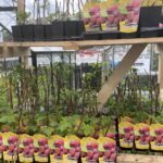 03.05.2021 Kielce. Kwiaty na balkony i tarasy / Kamil Król / Radio Kielce