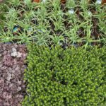 03.05.2021 Kielce. Kwiaty na balkony i tarasy / Kamil Król / Radio Kielce