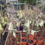 03.05.2021 Kielce. Kwiaty na balkony i tarasy / Kamil Król / Radio Kielce