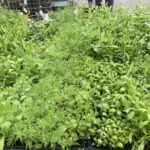 03.05.2021 Kielce. Kwiaty na balkony i tarasy / Kamil Król / Radio Kielce