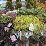 03.05.2021 Kielce. Kwiaty na balkony i tarasy / Kamil Król / Radio Kielce