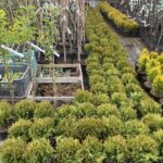 03.05.2021 Kielce. Kwiaty na balkony i tarasy / Kamil Król / Radio Kielce