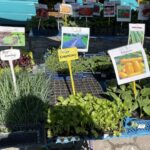 09.05.2021. Kielce. Sadzonki na Miejskim Placu Targowym w Kielcach / Kamil Król / Radio Kielce