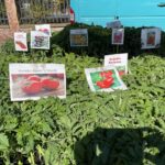 Fot. Kamil Król - Radio Kielce